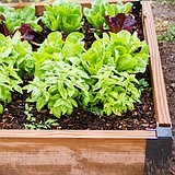 Get Growing with an Urban Garden