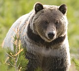 Grizzly bears won't be delisted overnight
