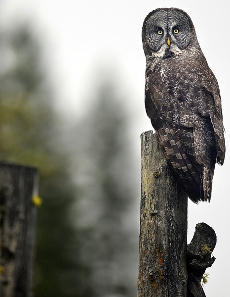 A Great Gray Owl perches on a fence post surveying an open field north of Whitefish early Monday morning.