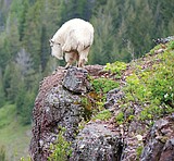 Friday hikes in Glacier Park