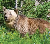 Grizzly bear delisting now in sight