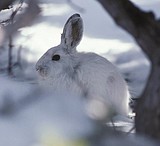 Life and death in the natural world
