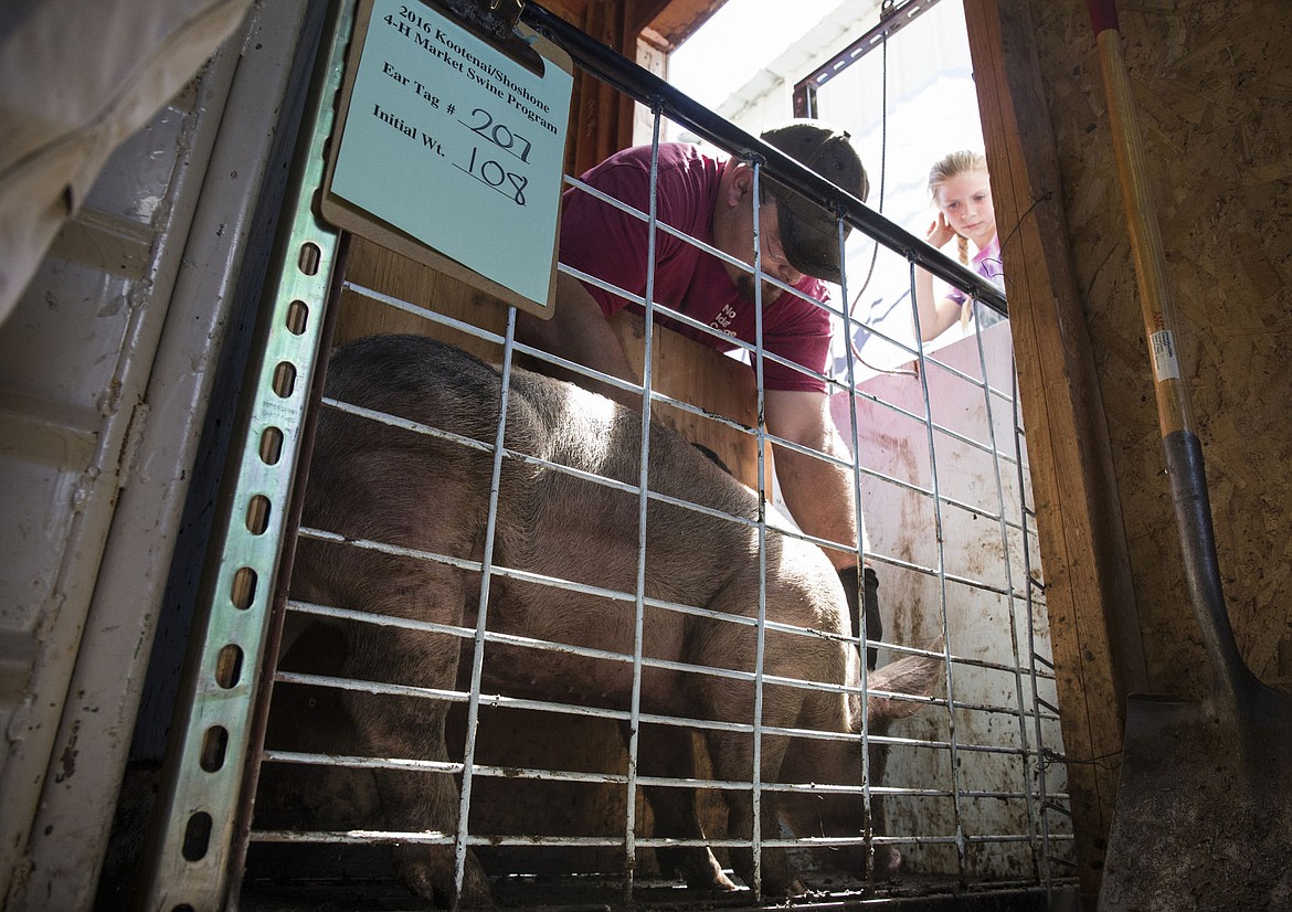 &lt;p&gt;LOREN BENOIT/Press Chris Finch ear tags Bernadette Carhart's pig during the 4-H swine weigh-in day on Saturday at the Kootenai County Fairgrounds. The pigs must weigh 230 pounds by fair time in August or they will be disqualified and will not be sold at auction.&lt;/p&gt;