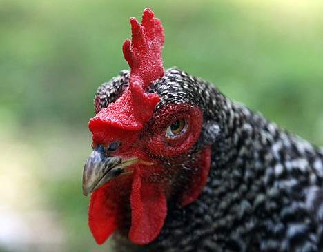 &lt;p&gt;This Wednesday, May 30, 2012 photo shows one of Jonah McDonald's chickens at his Atlanta home. McDonald teaches about chickens at an Atlanta school and says he always advises students to wash their hands after handling chickens. Mail-order chicks that appeal to kids and backyard farmers have been linked to the U.S.'s longest running salmonella outbreak, sickening more than 300 people - many of them young children. McDonald said he doesn't know of anyone who's gotten salmonella from handling chickens. &quot;The kids in my neighborhood come over and feed scraps into the cages,&quot; he added. &quot;It's a real community thing.&quot; (AP Photo/John Bazemore)&lt;/p&gt;