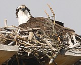 Tragedy strikes Glacier Park's webcam ospreys