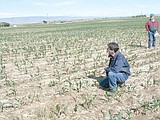 Corn field tour showcases high-residue farming