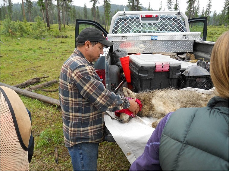 &lt;p&gt;Rick Disatuel, Colville Tribe's wildlife technician, covers the eyes of an immobilized wolf during a recent collaring process that took place in a remote location on the Colville Reservation. Although immobilized, the animal&#146;s eyes remain open and must be protected from damage.&lt;/p&gt;