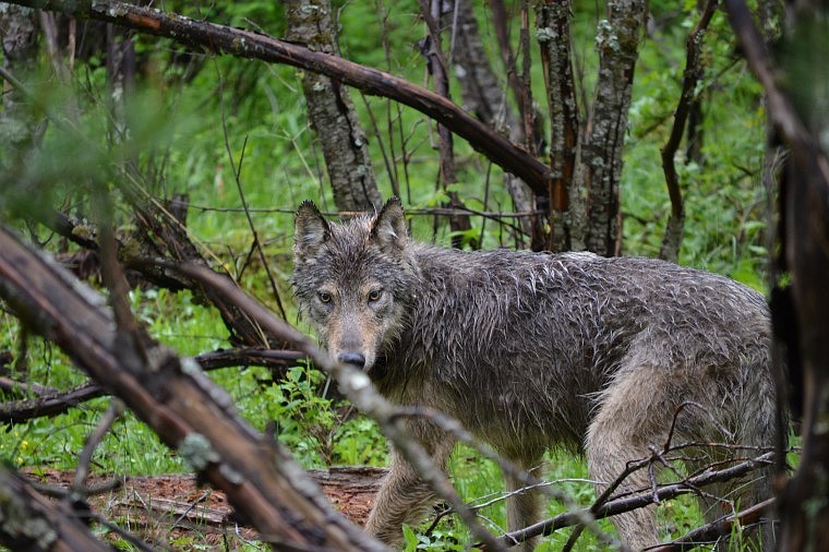 &lt;p&gt;A male gray wolf that was captured and collared June 5 on the Colville Reservation walks through the remote area where it and another wolf tagged by wildlife technicians.&lt;/p&gt;