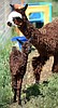 Business Journal: Loving Life Alpacas