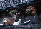 Glacier buck in velvet