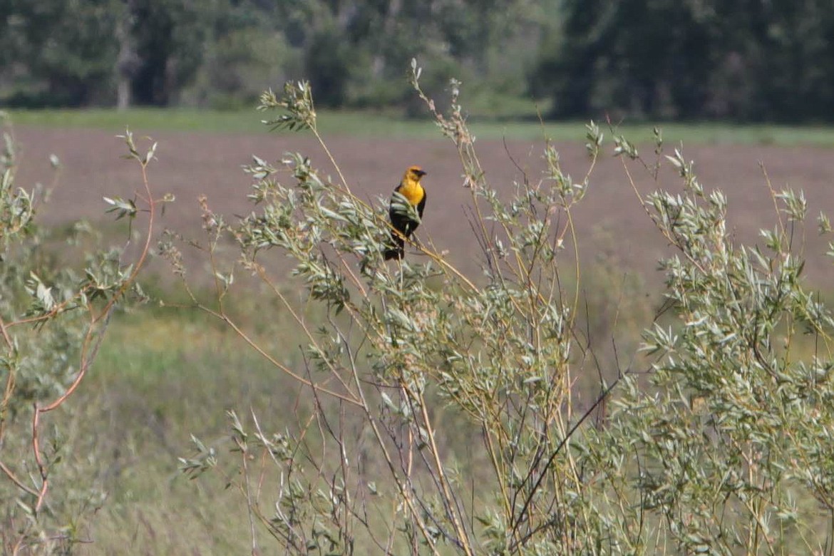 &lt;p&gt;The yellow-headed blackbird is one of the many species of bird spotted by the group of 23 people who enjoyed a bird-watching bicycle expedition Sunday, led by Carrie Hugo, wildlife biologist with the Bureau of Land Management's Coeur d'Alene office, and organized by James Blakely, Idaho Parks and Recreation.&lt;/p&gt;