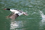 McDonald Creek birds