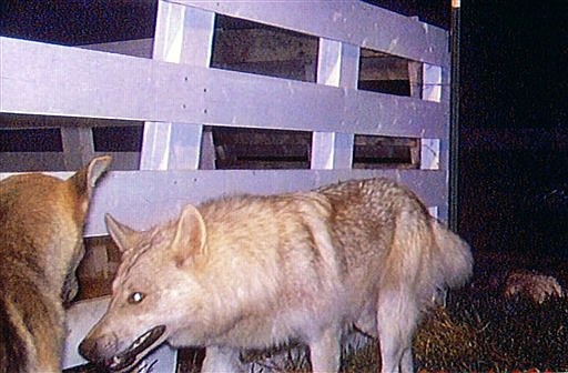 In this May 2011 security camera frame grab provided by the Stevens County Sheriff's Office, dogs are seen at the home of a resident near Deer Park, Wash. A pack of dogs has killed about 100 animals in the past three months while eluding law enforcement and volunteers in northeastern Washington state. The killings are happening in a wide area of mountains and valleys west of Deer Park, a small town about 40 miles north of Spokane, authorities said. (AP Photo/Courtesy of the Stevens County Sheriff's Office)