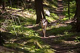 A walk in the big, deep, woods