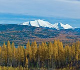 East-side reservoir timber goes to bid