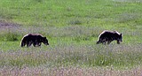 Calf-chasing grizzly bears put down