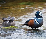 Glacier Park harlequin duck is 17 years old