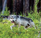 Plan to delist wolves across U.S.