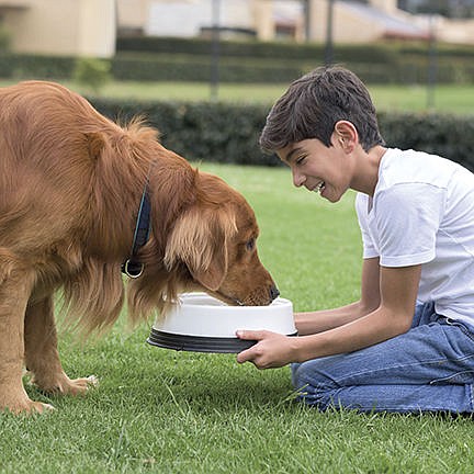 Keep Pets Safe from Summertime Threats