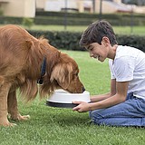 Keep Pets Safe from Summertime Threats