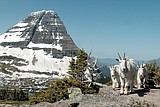 Study to look at Logan Pass goats and humans