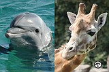 Caring For The Animals In The World's Zoos And Aquariums