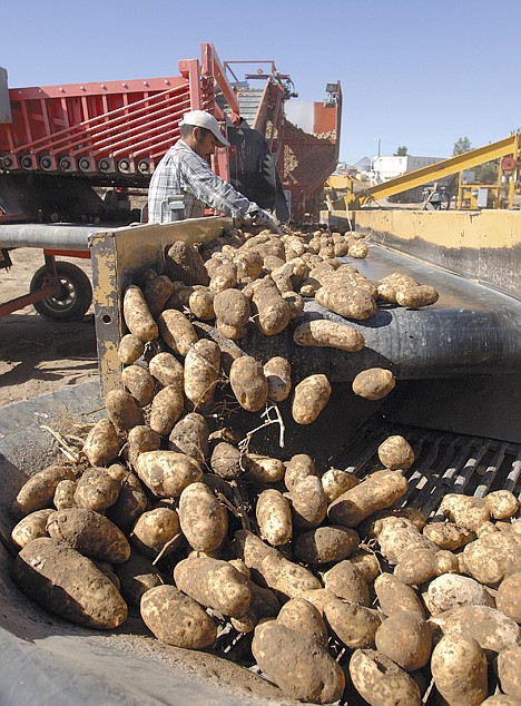 &lt;p&gt;Potatoes are harvested at farm west of Idaho Falls , Idaho, in this September 2010 file photo. A U.S. wholesale grocer says America's potato farmers are running an illegal price-fixing scheme, driving up spud prices while spying on farmers with satellites to enforce strict limits on how many tubers they can grow.&lt;/p&gt;