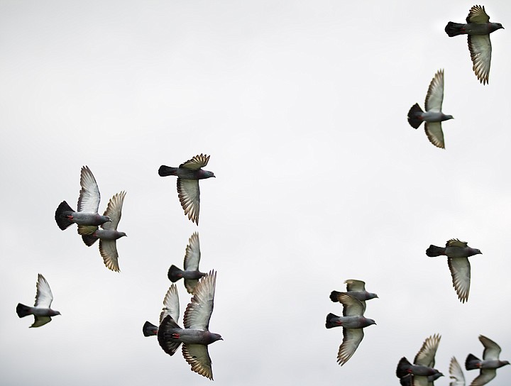&lt;p&gt;SHAWN GUST/Press A flock of pigeons fly over a field on the Rathdrum prairie Thursday near Hayden. Pigeons will follow the most savvy navigator of the group while flying in formation.&lt;/p&gt;