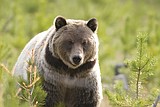 If delisted, Montana outlines its Yellowstone griz hunt