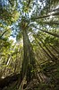 The virtues of Glacier Park's big woods