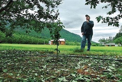 Ken Edgington, owner of Bear Dance Orchard, surveys his cherry trees that were hit by a hailstorm Tuesday night in Yellow Bay. Edgington said his trees were overset because of good weather during the spring pollination, &#147;so losing some of the cherries wasn&#146;t all bad.&#148; Most orchards experienced less than 20 percent crop damage, according to Monson Fruit Co., a company that processes fruit from many of the orchards. Chris Jordan photos/Daily Inter Lake