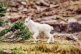 gnp baby goat 5 cl color.JPG