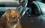 Avoid the dog days of summer.  Kootenai Humane Society offers tips for pet owners