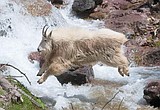 Deaths halt goat study