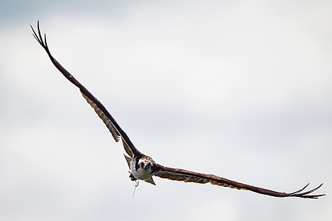 &lt;p&gt;An osprey soars over Lake Coeur d'Alene on May 25, 2012 while gathering materials for its nest.&lt;/p&gt;