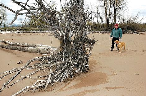 Mark Lorang, a research associate professor at the Yellow Bay Biological Station, walks the north shore of Flathead Lake as he has many times since 1986. Lorang has measured severe erosion along the shoreline over the last 20 years. The erosion has toppled some trees and left others standing, roots bare, in the sand. Karen Nichols/Inter Lake