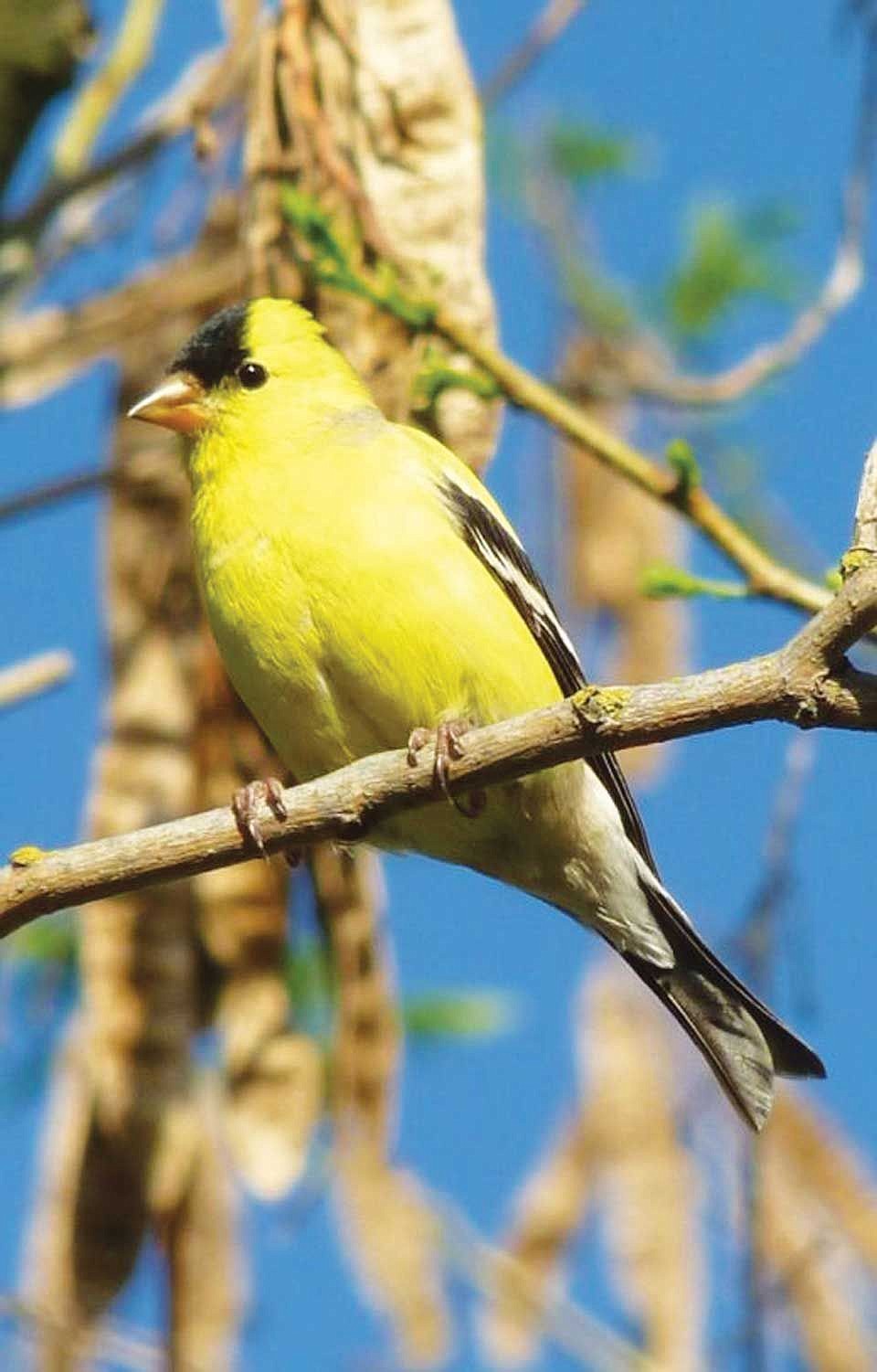 Goldfinches are among the birds that birdwatchers may find in Moses Lake backyards. Participants will learn about birds and birdwatching at "Bird Friendly Community Day" Saturday.