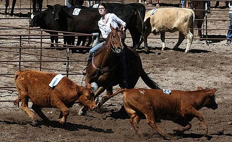 Photo by Nick Ianniello Sara Miller splits up two calves during the the Father's Day Team Herding competition at the Hole in the Wall Ranch Saturday. Miller competed in the Open Category which is the most competitive and has the highest entry fees and prizes.