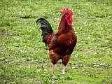 2 busted for rooster fighting in George