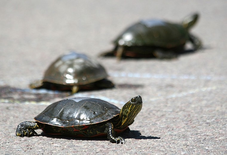 Three turtles look to scatter after being set free from their boxy prison/starting line.