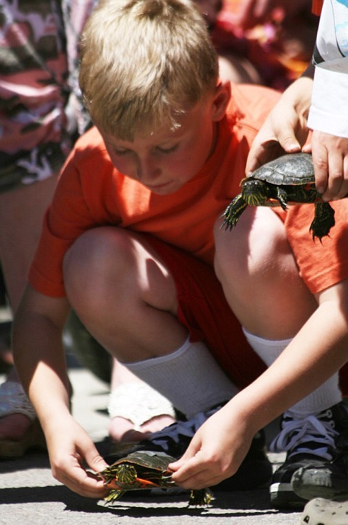 Cannon Bursell, holds his turtle above the ground prepping him for the turtle races.