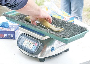 &lt;p&gt;Becky and Kaitlyn Troyer snagged this .57 pound cutthroat.&lt;/p&gt;