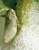 Spit bugs most powerful jumping insect