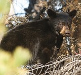 Park rangers kill food-conditioned bear