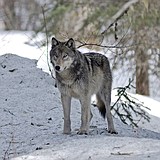 Wolf hunting, trapping debated