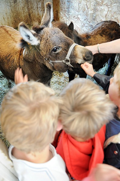 A pair of donkeys eagerly accept attention from students from Smith Valley on Thursday in Kalispell. Students in Marcia O'Brien's kindergarten class went on the field trip to the ranch as part of a celebration of the close of the school year.