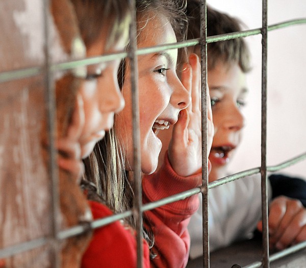 Payton Hull of Kalispell raises her hand to answer a question as she and her fellow students watch excitedly as Susie Thompson gets the ranch pig to do tricks on Thursday at the Little Bitty Ranch in Kalispell.