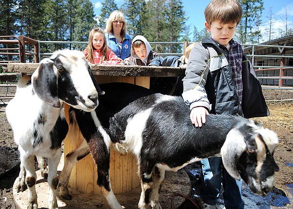 Marley Miller plays with the goats on Thursday at the Little Bitty Ranch in Kalispell. In the background are fellow students Payton Hull, left, and Colton Henriksson, right, and &quot;Sheriff&quot; Susie Thompson of the Little Bitty Ranch.