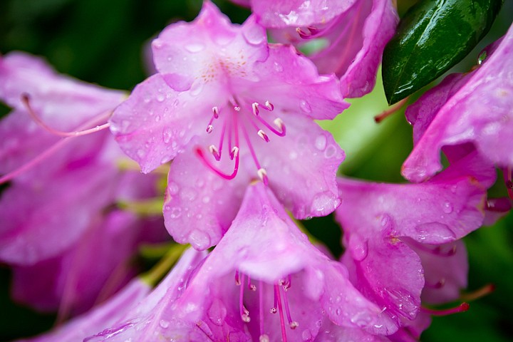 &lt;p&gt;SHAWN GUST/Press Rain collects on the leaves of a rhododendron's flowers in Coeur d'Alene on Thursday. There are more than 850 natural species of the rhododendron, making it among the most popular shrub grown by gardeners where conditions are suitable.&lt;/p&gt;