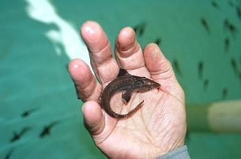 Hatchery last hope for survival for endangered Kootenai River species